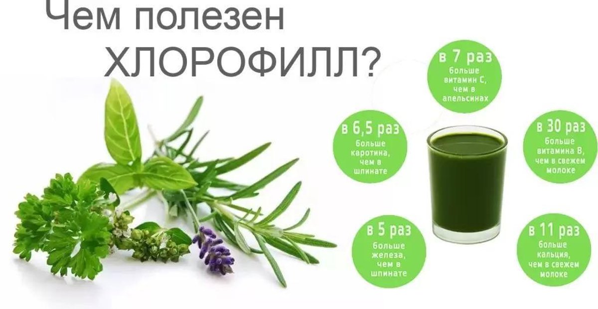 КОМУ НУЖЕН ХЛОРОФИЛЛ?